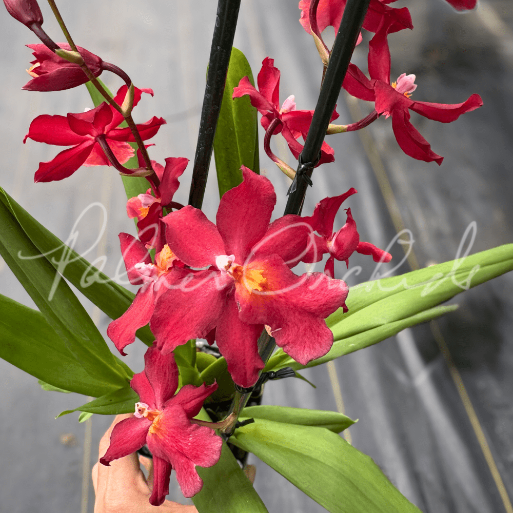 Osp. Fran's Jewels 'Ruby' — Palmer Orchids